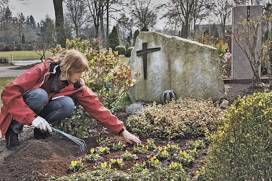Можно ли сажать пионы на кладбище