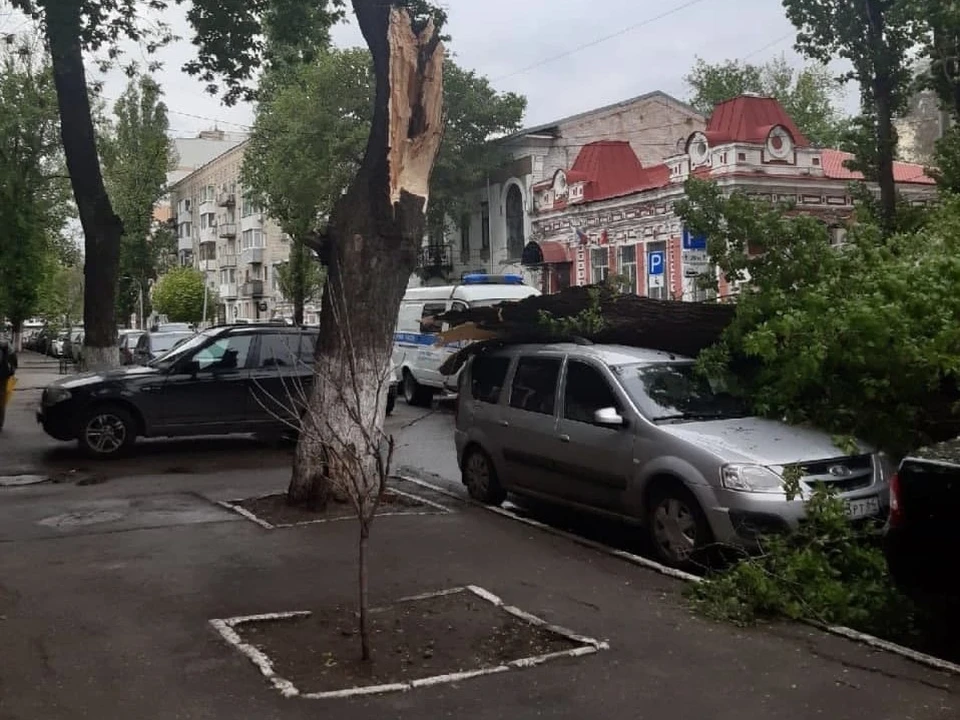 Дерево упало на автомобили на улице Яблочкова. Фото Людмилы Бестужевой