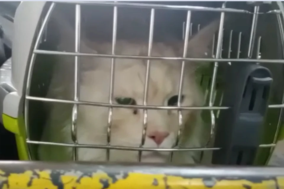 С таким невозмутимым видом кот-беглец сидел в клетке после того, как его поймали. Фото: предоставлено "КП"-"Иркутск"