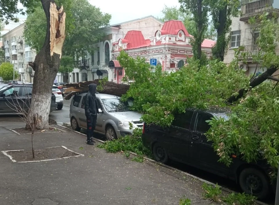 Под упавшим деревом оказались несколько машин