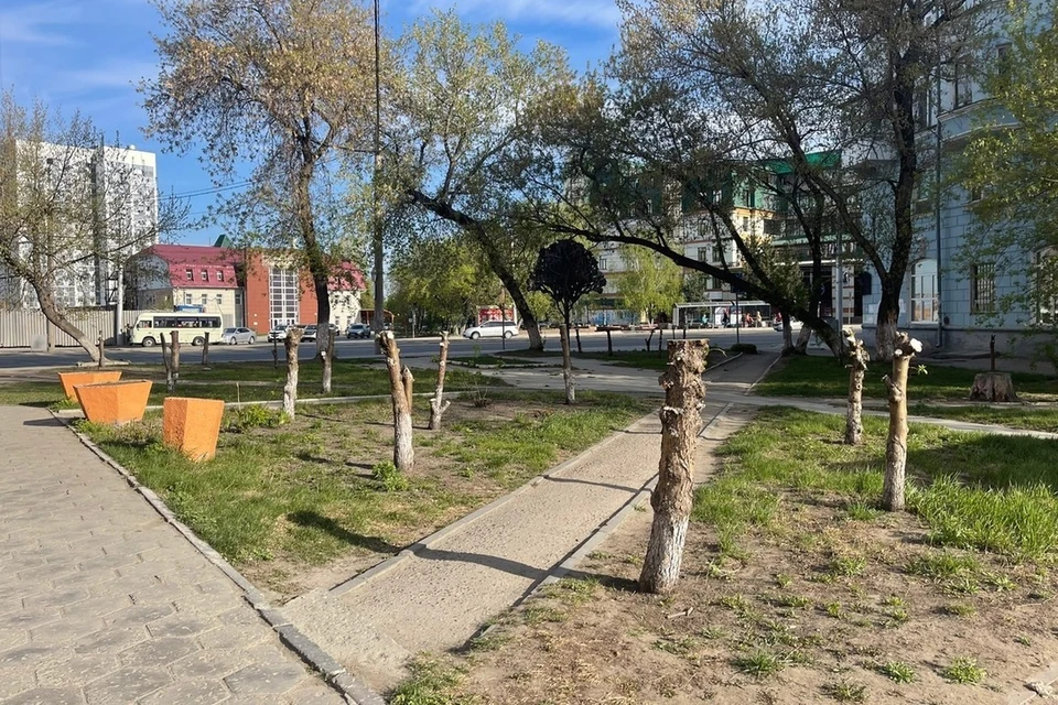 На пр. Строителей обрубили 15 молодых яблонь. Фото: Александр Деринг