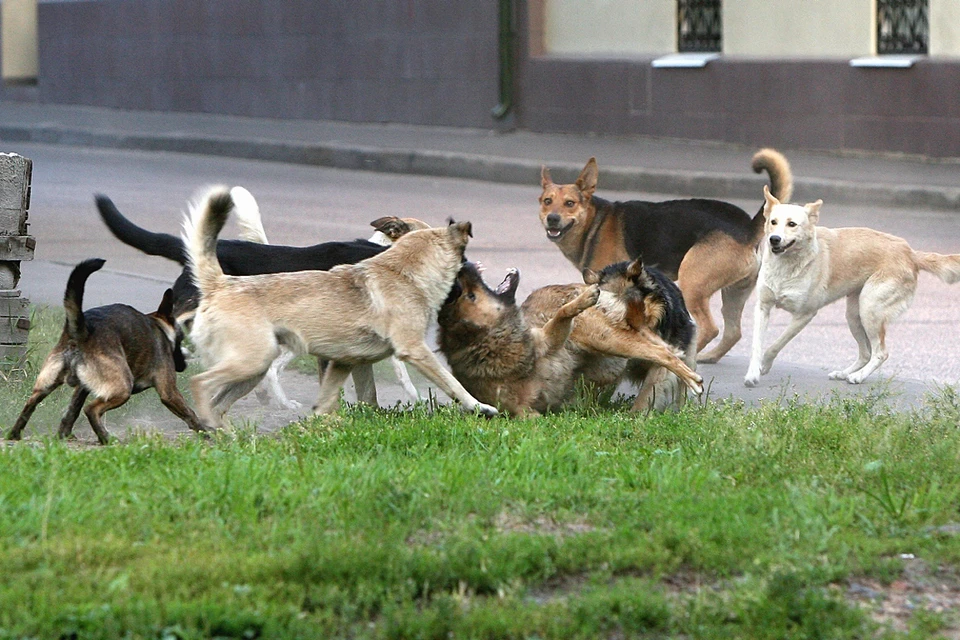 Собак на улицах российских городов и сел становится все больше