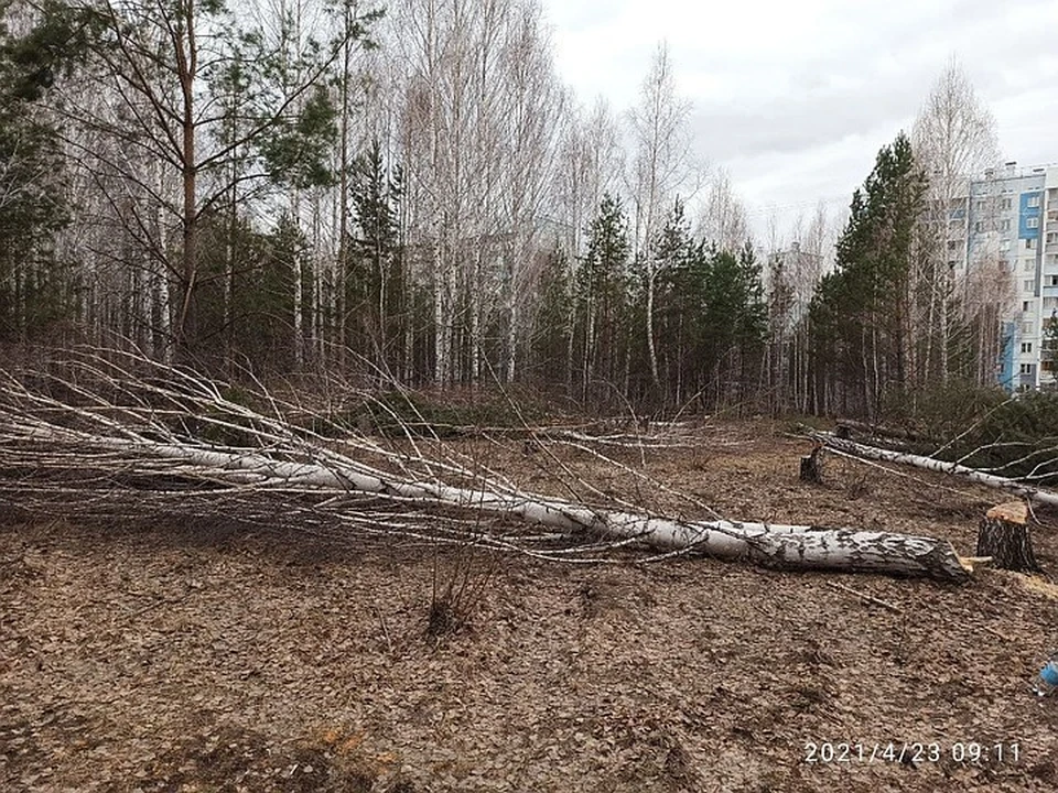 Зачем спиливать деревья. Вырубка леса по Курчатова в Димитровграде. Вырубка леса проблема в Озерске Челябинской.