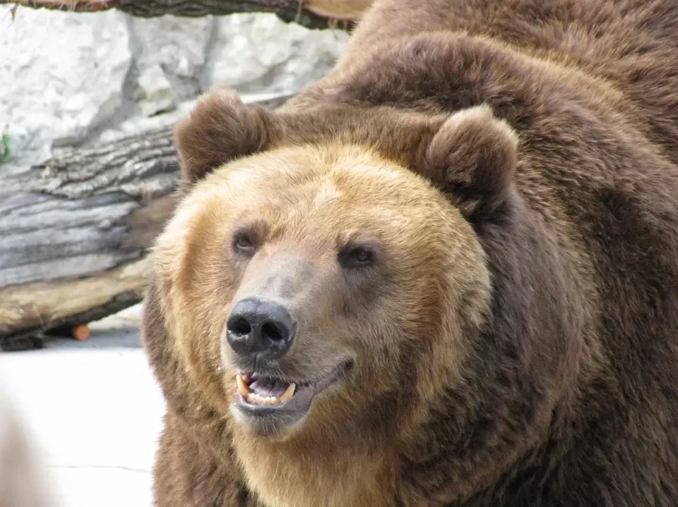 Медведь залез в питомник для собак в Братске