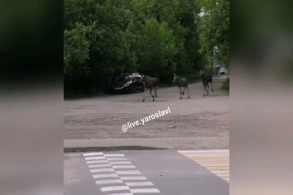 В Ярославле по улицам ходили три лося. ФОТО: скриншот с видео "Ярославль LIVE" ВКонтакте