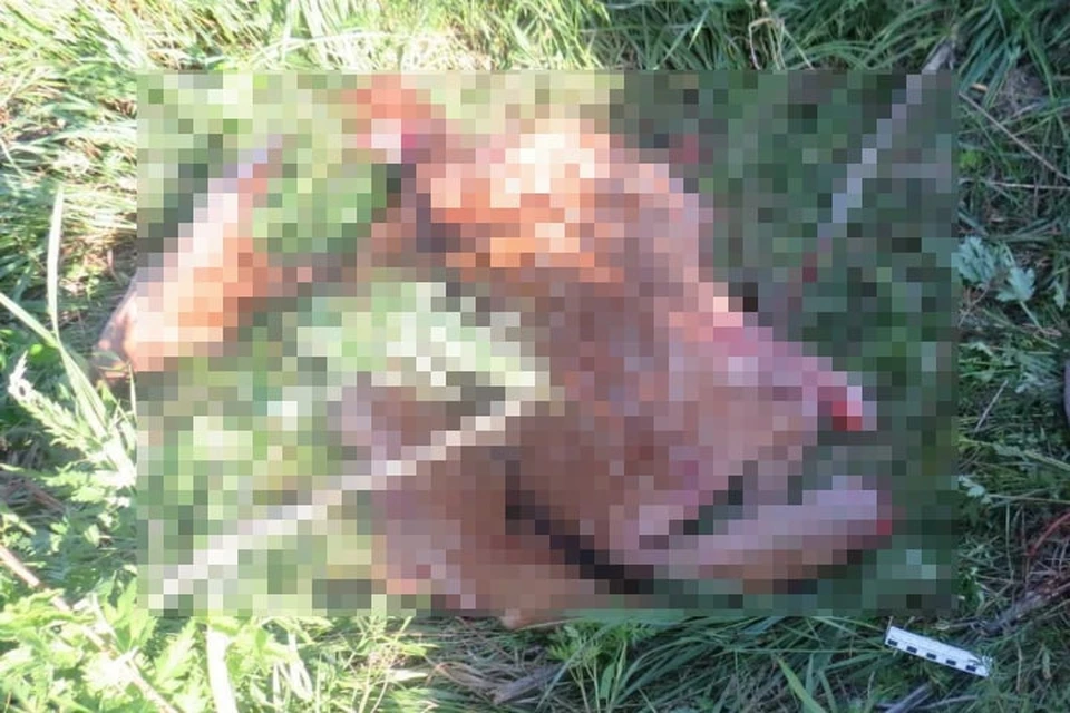 Браконьер жестоко расправился с беременной оленихой. Фото: ГУ МВД по Самарской области