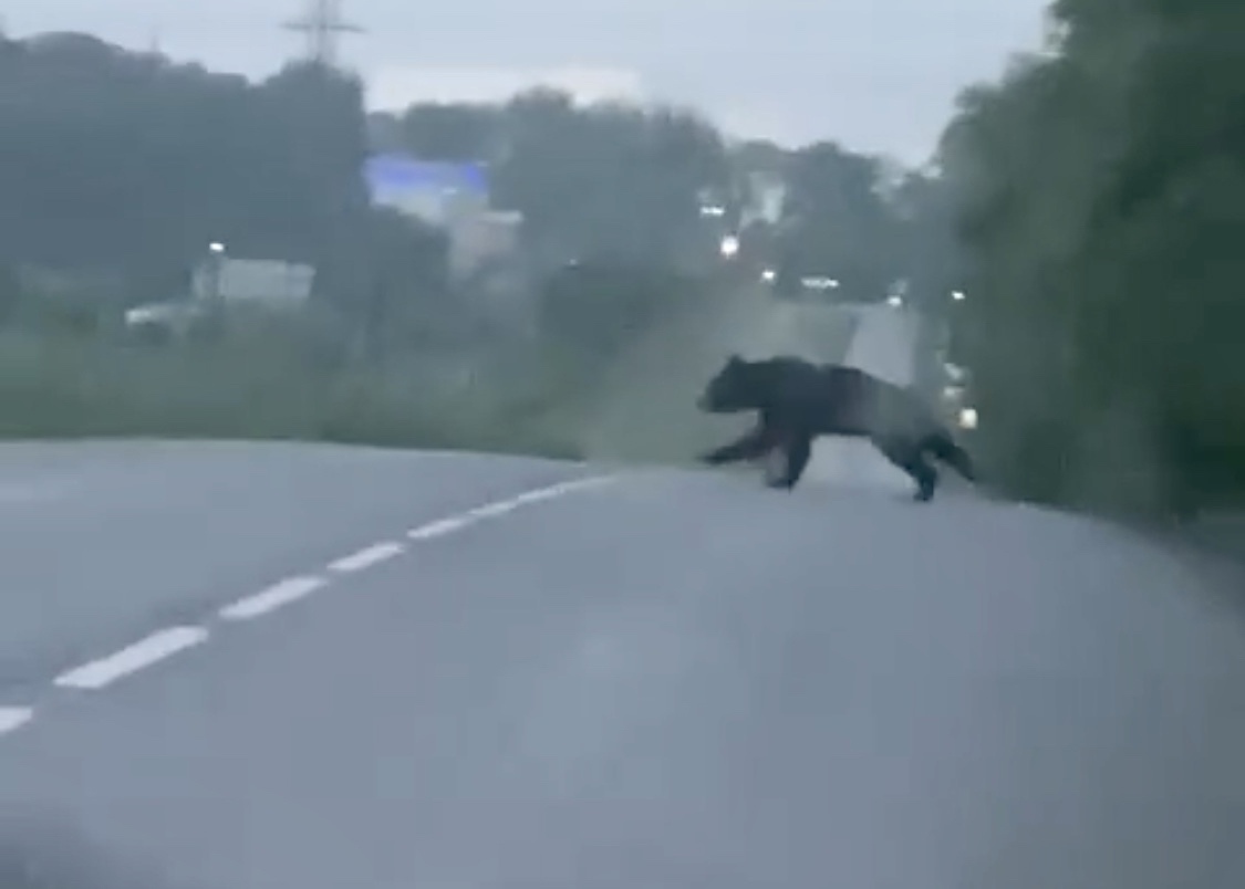 Жители запечатлели перебегающего медведя через дорогу. Фото:ВКонтакте/inc_kuzbass.