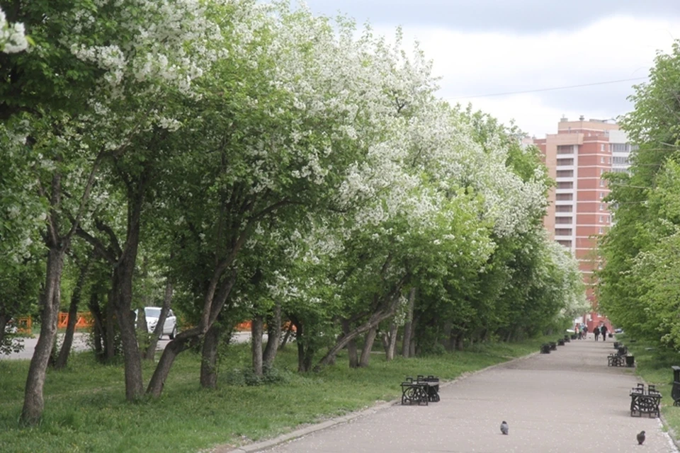 Погода в Иркутске: 7 июня в городе возможны осадки