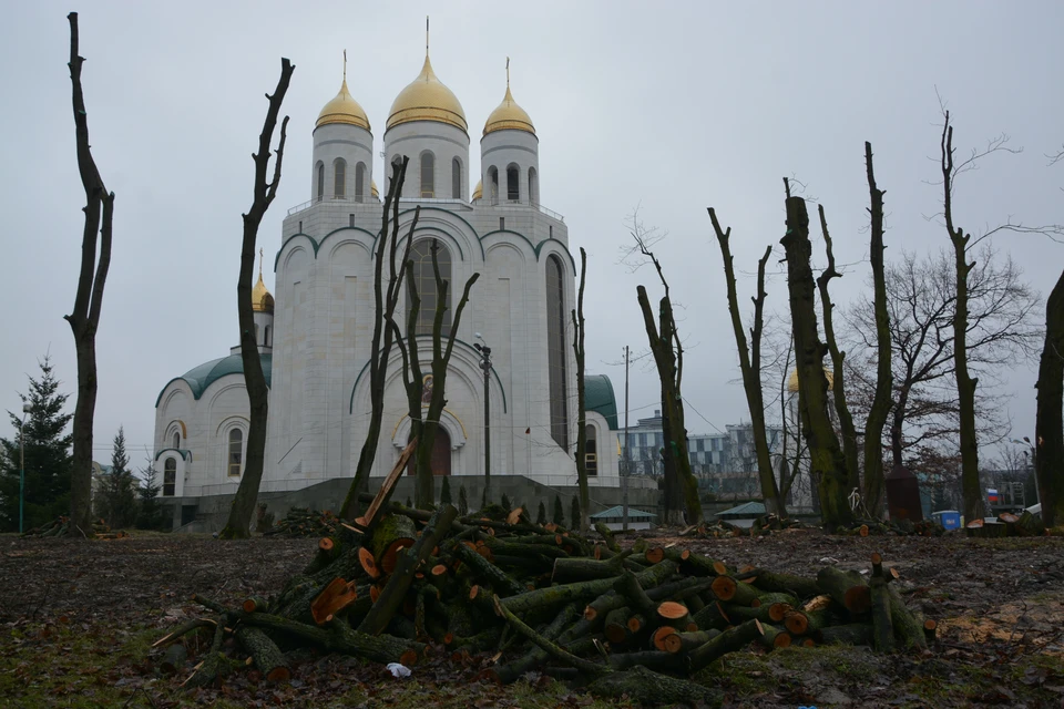 В 2018 году деревья у собора Христа Спасителя очень сильно обрезали. В 2021 году выяснилось, что 11 из них совершенно сухие.