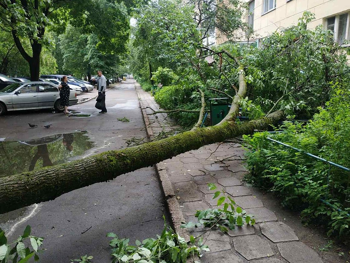 В Минске упавшее дерево забаррикадировало вход в подъезд - KP.RU