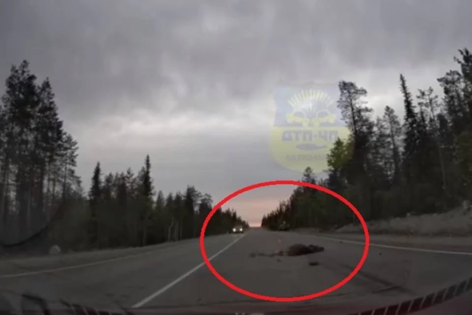 Лось в ДТП не выжил. Фото: скриншот видео