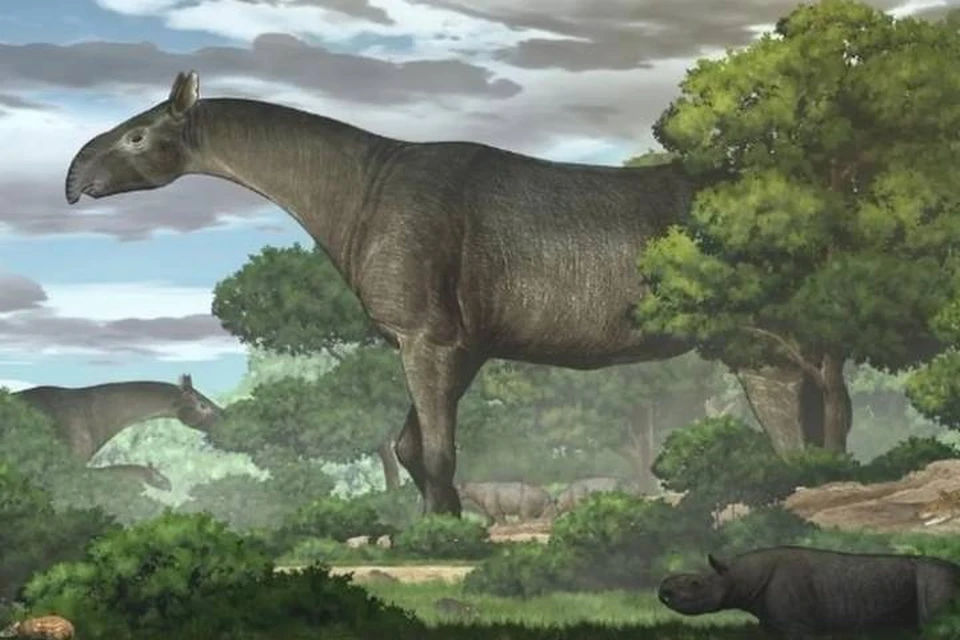 Современный носорог (внизу) и его предок циклопического размера.