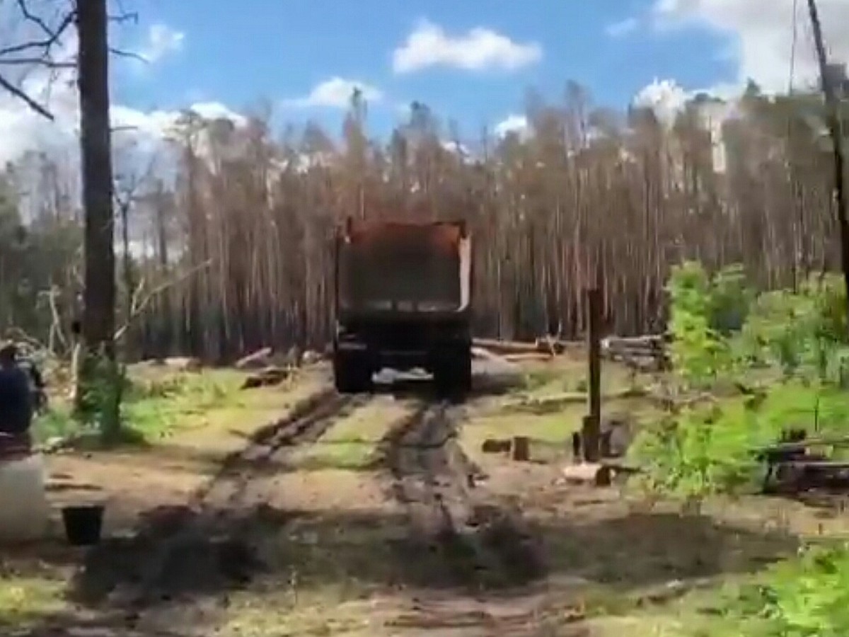 На видео попала вырубка хвойного леса в Красноярке под Омском - KP.RU