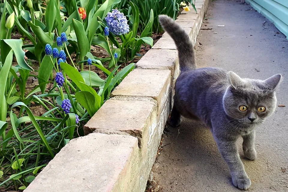 На Федю обрушились море лайков и оглушительная слава Фото: Instagram кота Феди