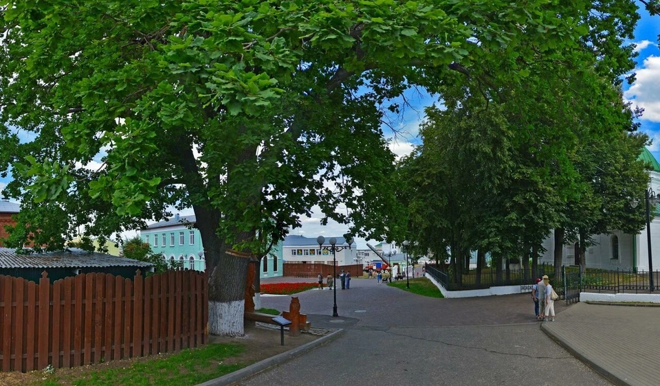 Дерево внесено в Национальный реестр старовозрастных деревьев России