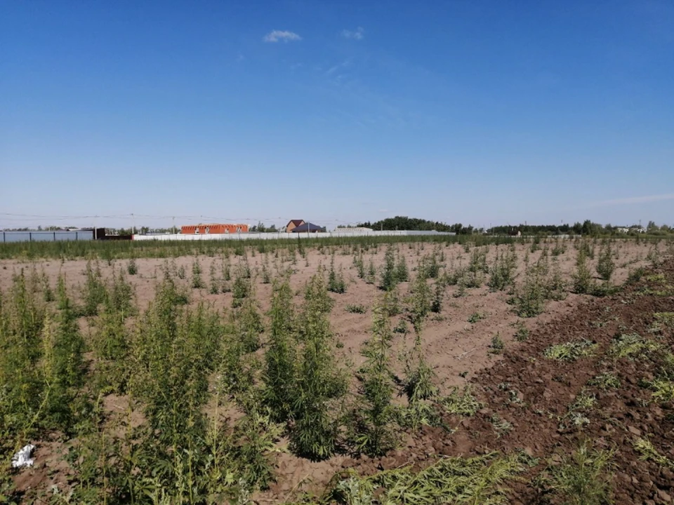 В Тюменской области выкосили 15 гектаров опасной «травки»