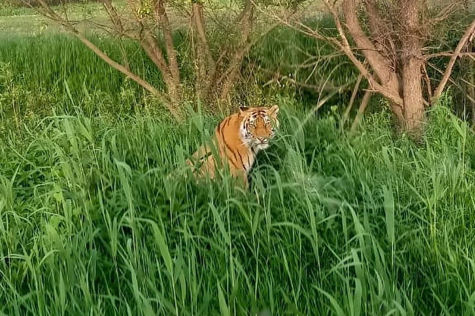 Очередная встреча с тигром в Приморье. Фото: Центр "Амурский тигр"