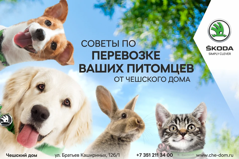 Чтобы хвостатому другу в путешествии было комфортно, необходимо позаботиться об этом заранее