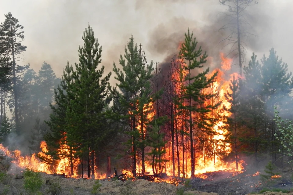 Пожары бушуют в Карталинском, Нагайбакском и Увельском районах. Фото: Администрация Карталинского МР/vk.com