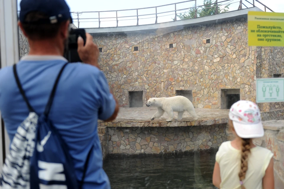 Белая медведица - настоящая звезда Ленинградского зоопарка.