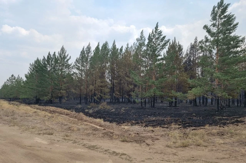 Последствия пожара в Парижском лесничестве. Фото: правительство Челябинской области
