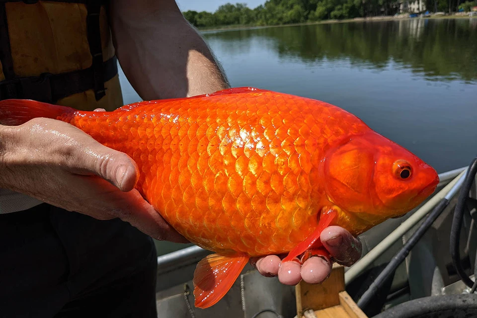 Несколько любителей рыбалки из американского штата Миннесота поймали золотых рыбок.
