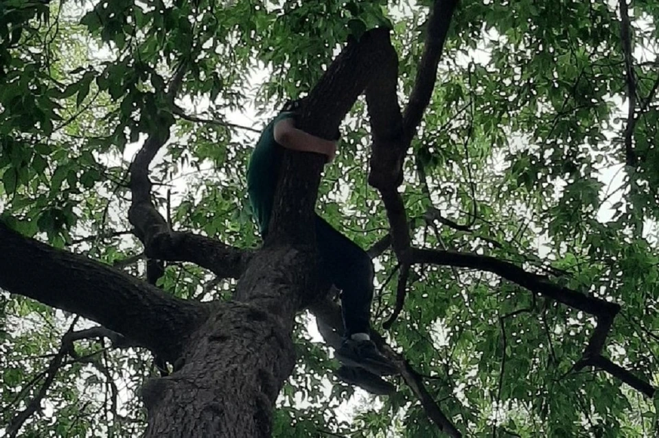 Содержание картинки мальчик залез на дерево внизу под деревом волки вдали виднеется деревня