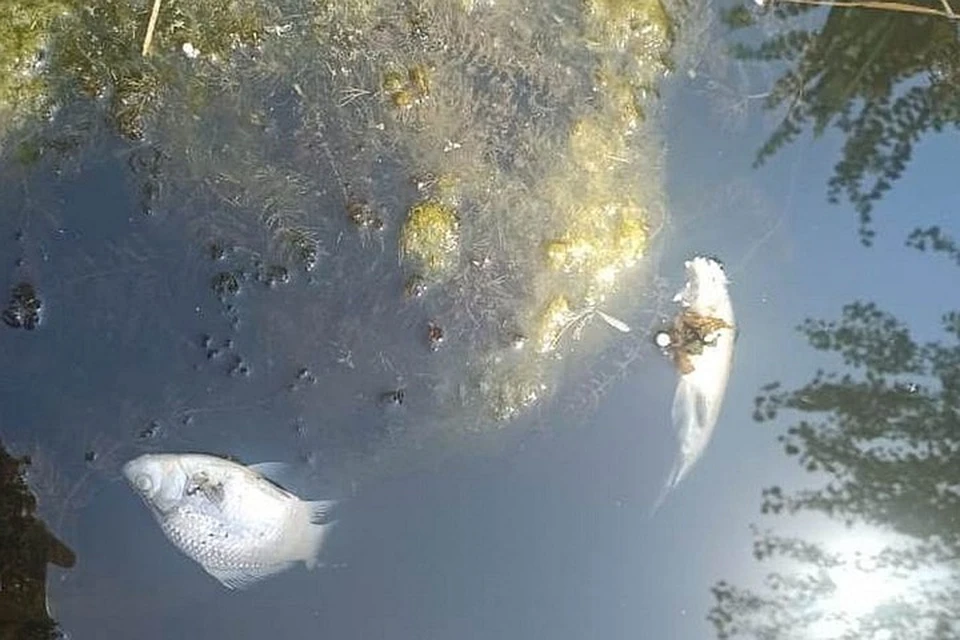 В Ростовской области выясняют причину гибели рыбы в Тацинском районе. Фото: правительство РО
