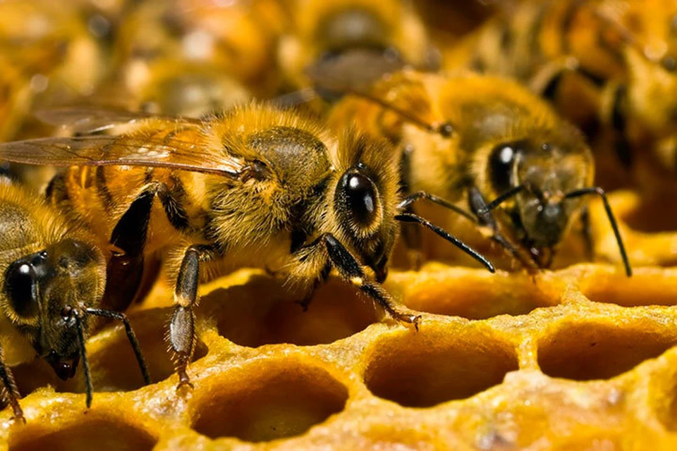 В Удмуртии гибнут пчелы. Фото: pixabay.com