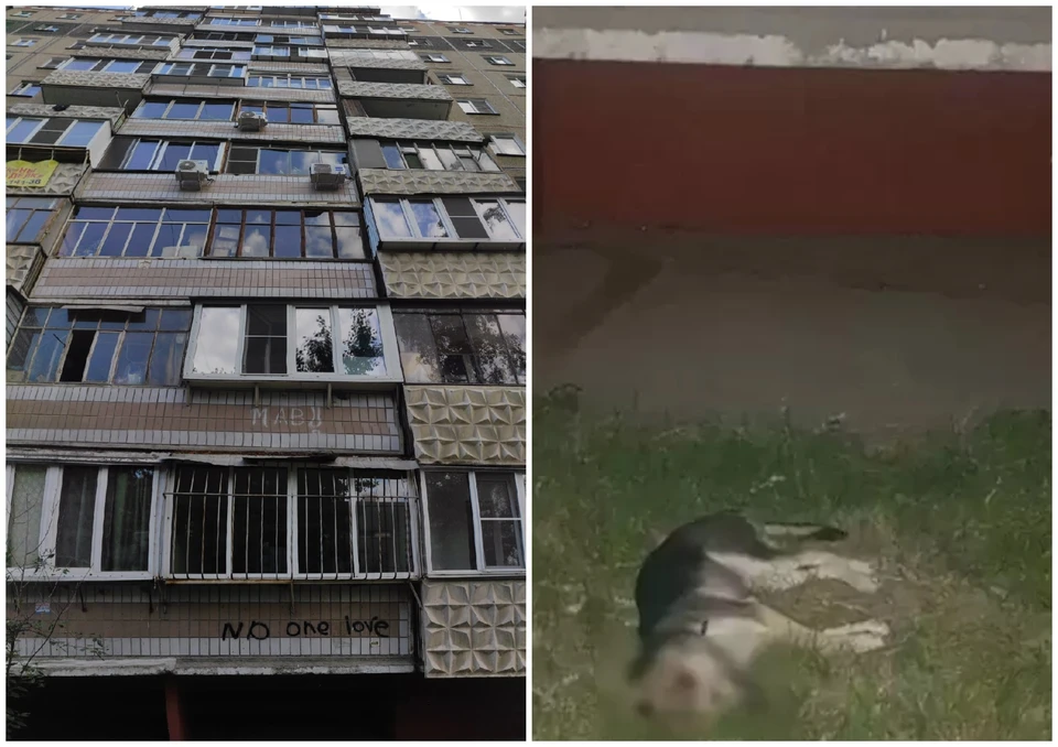Щенок упал из окна 8 этажа и вскоре умер. Фото: читатель КП