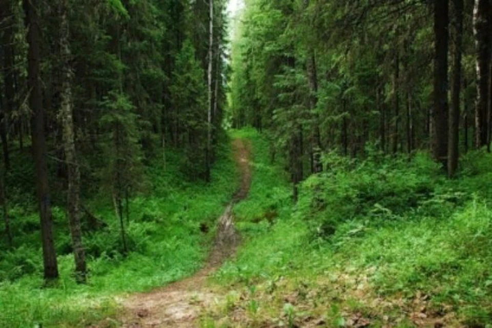 Бывший по лесу. Лес Тайга Коми. Лиственные леса Кивач. Чаща роща Тайга Бор. Липкинский лес.