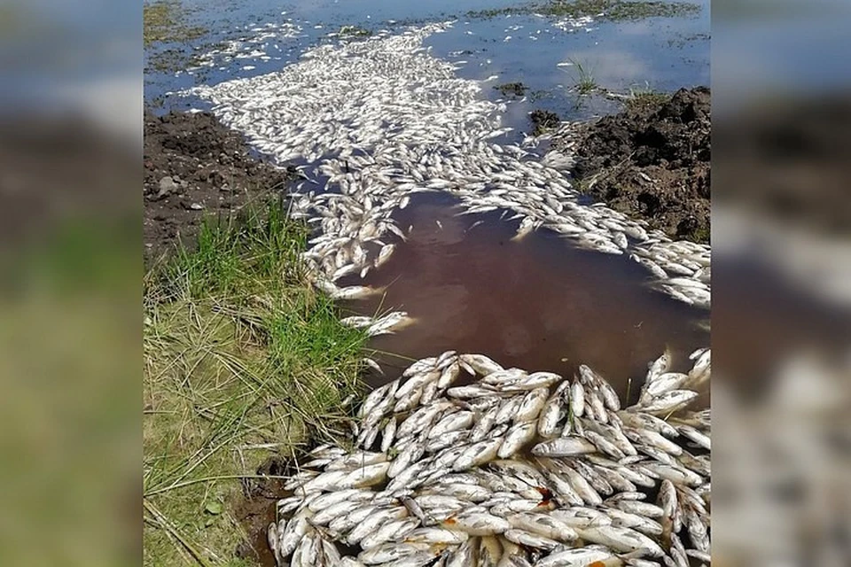 Фото: Александр Володин//vk.com/fisherrb