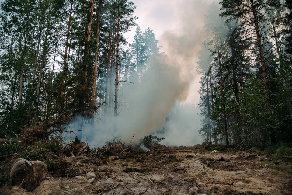 Лесной пожар в Карелии перекинулся на сторону Финляндии / Фото: Оперштаб Карелии