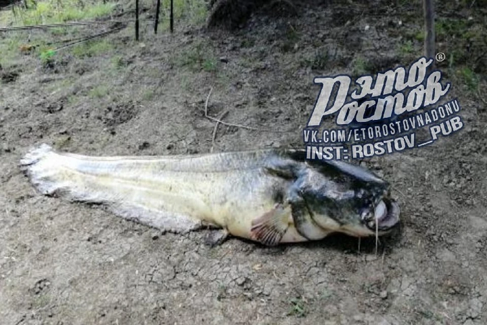 Ростовчанин вытаскивал рыбу из воды 20 минут. Фото: соцсети