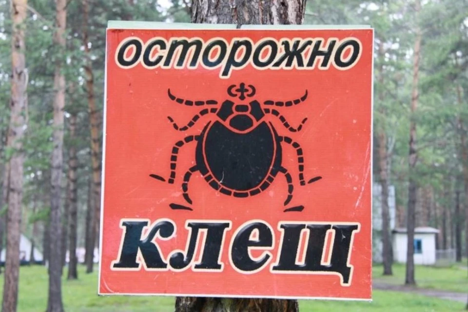 На сегодня в стационарах края находятся трое больных с подозрением на заболевание клещевым энцефалитом.