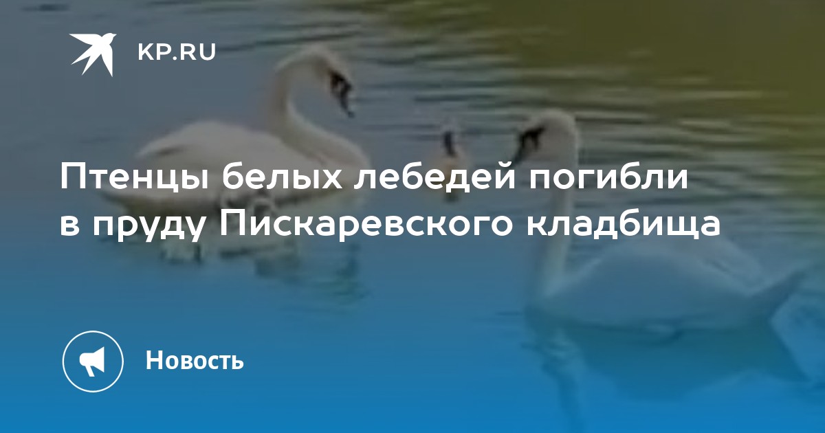 Лебедята на Пискаревском кладбище. А белый лебедь на пруду всю отморозил ерунду фото.