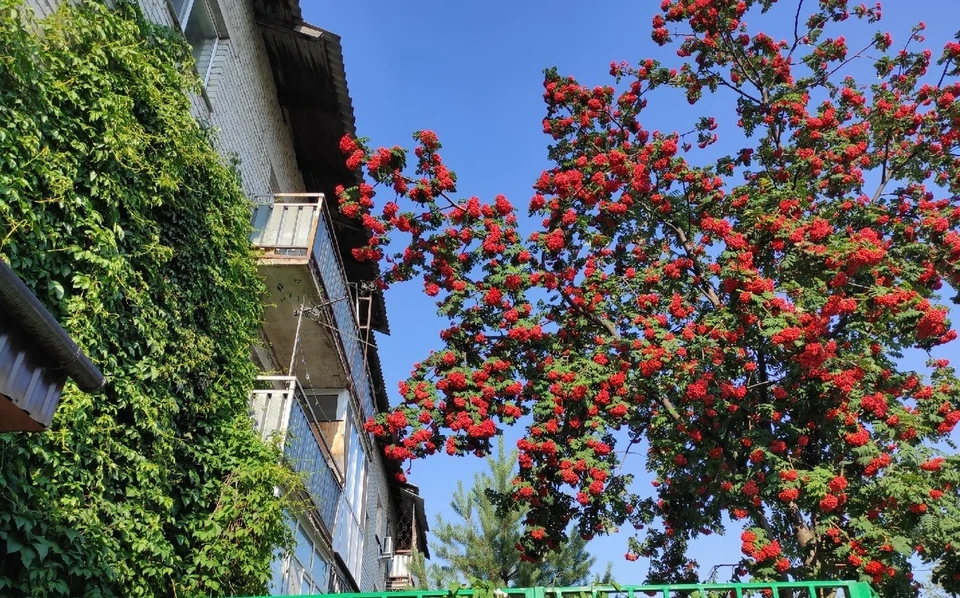 В Тюмени на этой неделе в будни будет стоять жара.