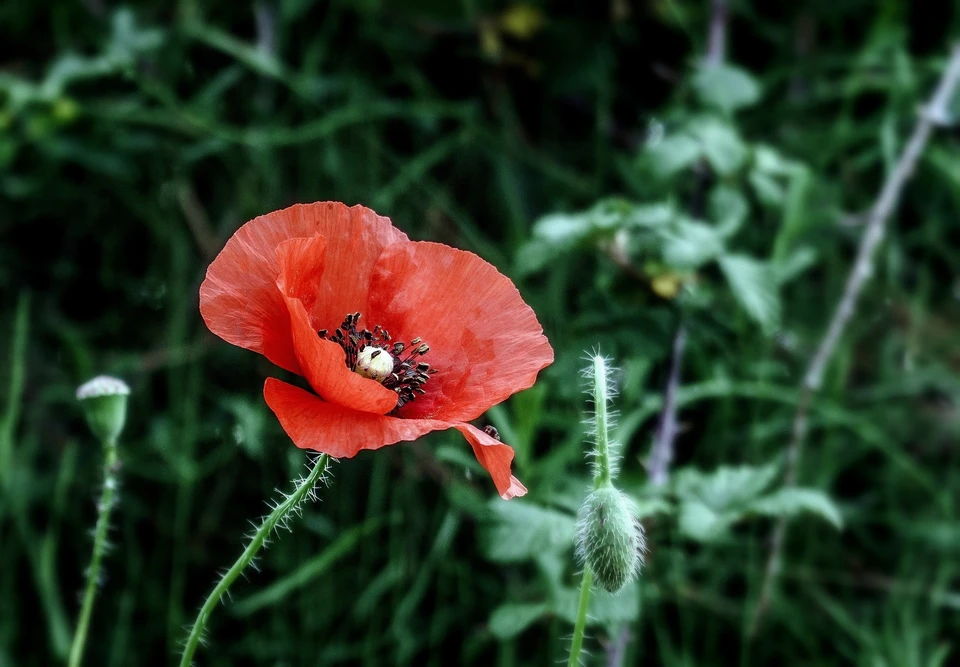 Фото: Изображение Josep Monter Martinez с сайта Pixabay