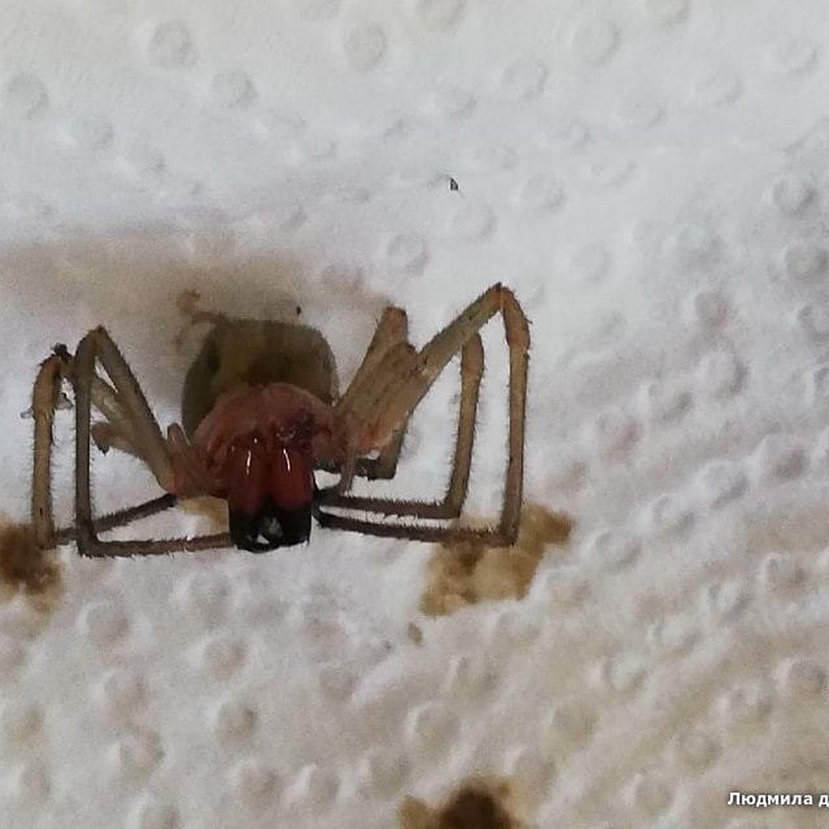 Желтосумного колющего паука укус