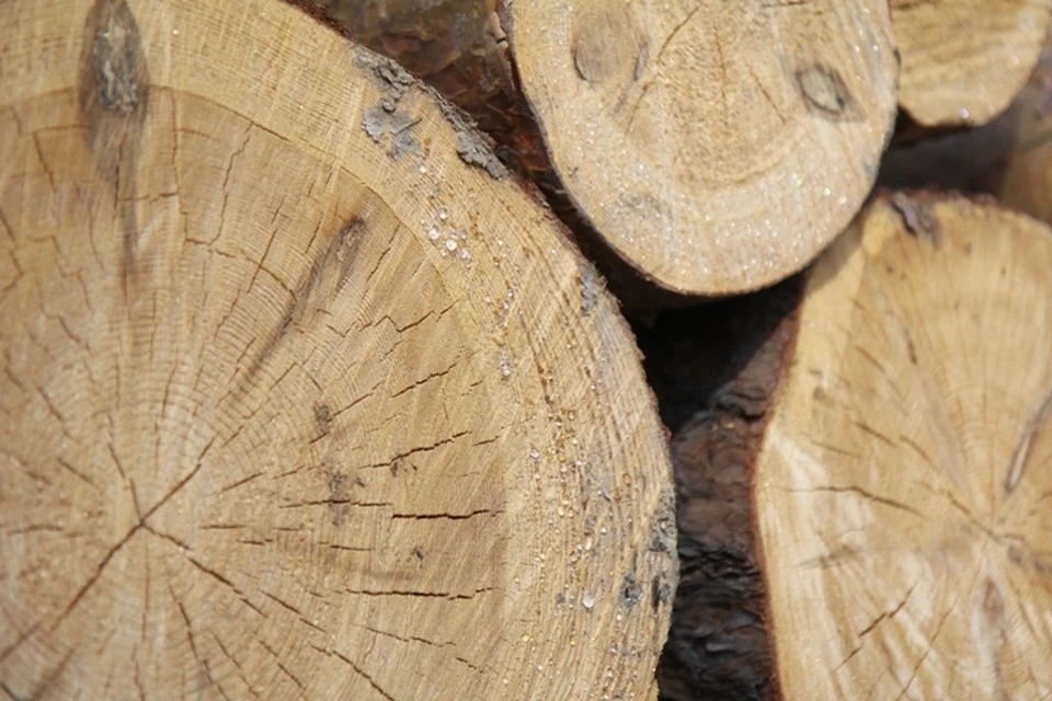 Общий объем незаконно экспортированной им древесины составил 31 тысячу кубометров