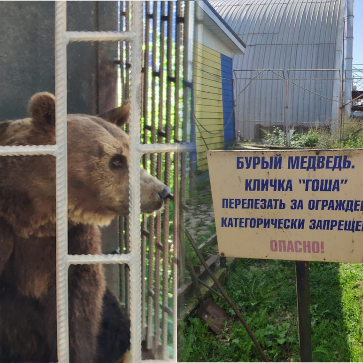 В Тверской области на стоянке для дальнобойщиков держат медведя в клетке -  KP.RU