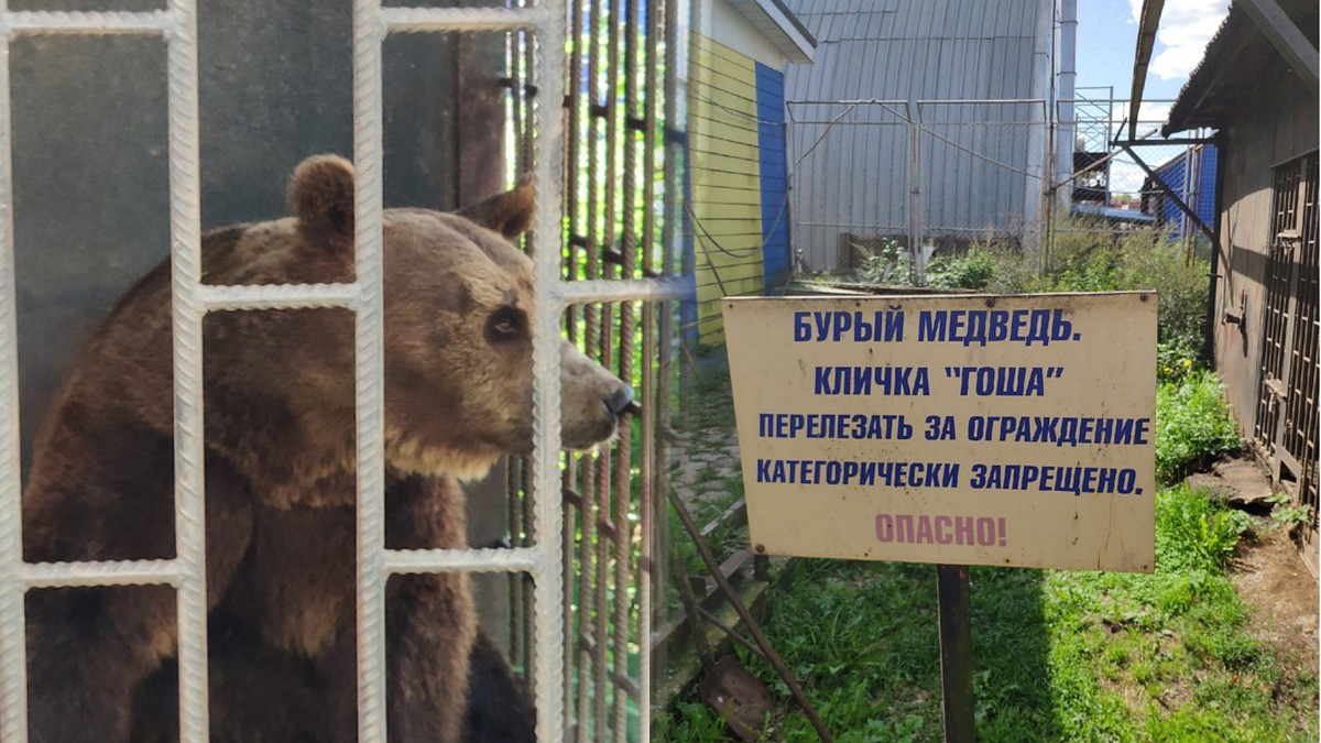 В Тверской области на стоянке для дальнобойщиков держат медведя в клетке -  KP.RU