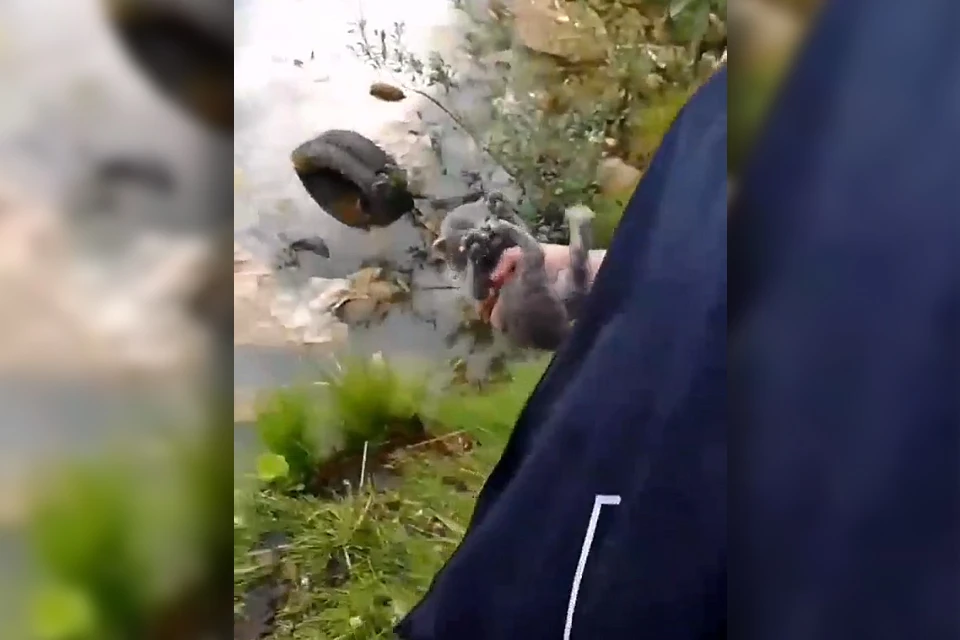На видео заснят весь процесс: сначала котенка топят в реке, потом еще полуживого избивают камнями, а в конце... отрывают голову.