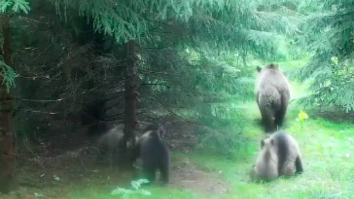 Медведица мать-героиня с малышами попали на видео в заповеднике Ленобласти  - KP.RU