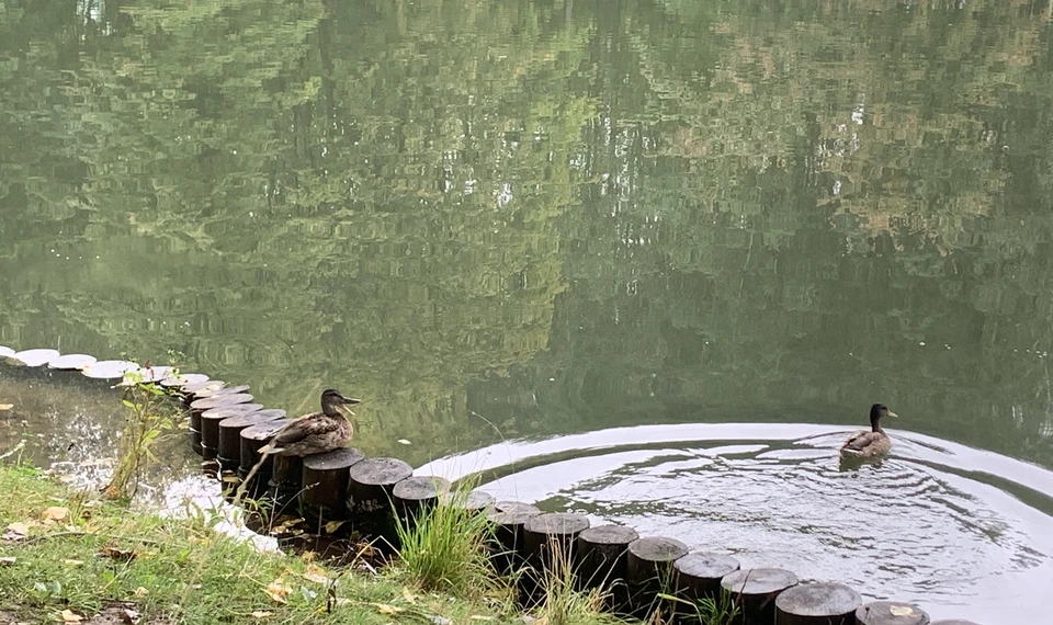 Росприроднадзор назвал причину гибели уток в парке «Соловьиная роща» в Смоленске.