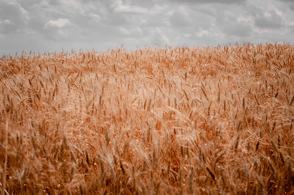 Орловские аграрии намолотили три миллиона тонн зерна