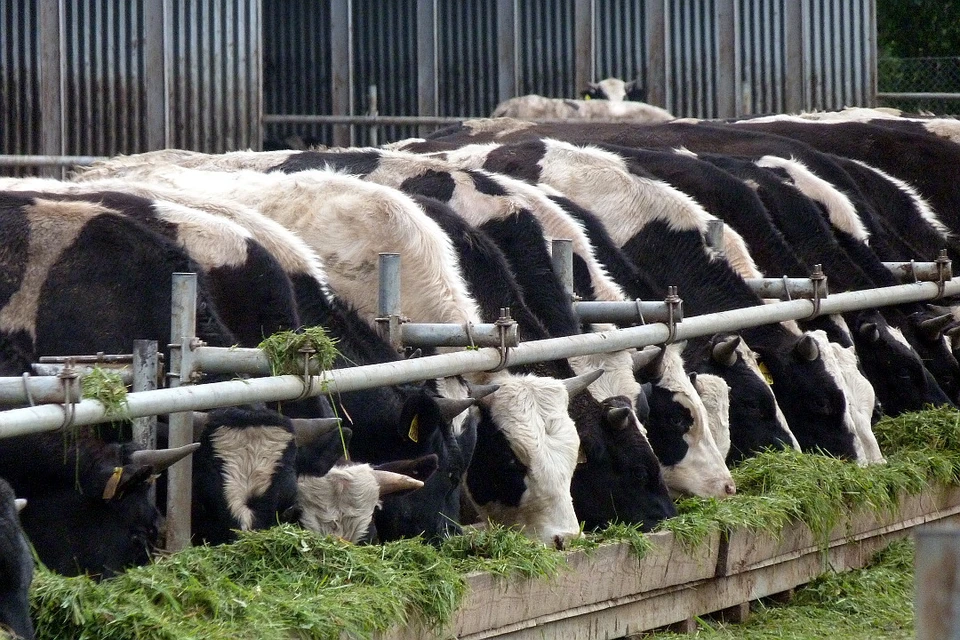 Аграриям, занимающихся молочным и мясным животноводством, выделят больше субсидий.