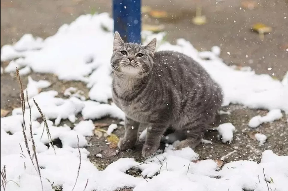 Когда в Краснодарском крае выпадет первый снег.