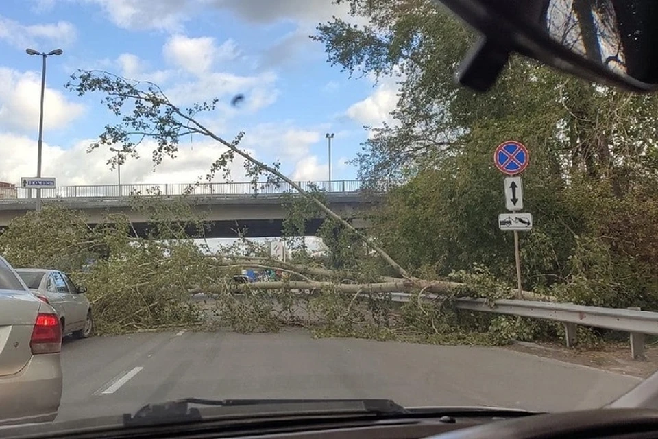 Дерево упало прямо на проезжую часть Фото: группа ВКонтакте Инцидент Екатеринбург
