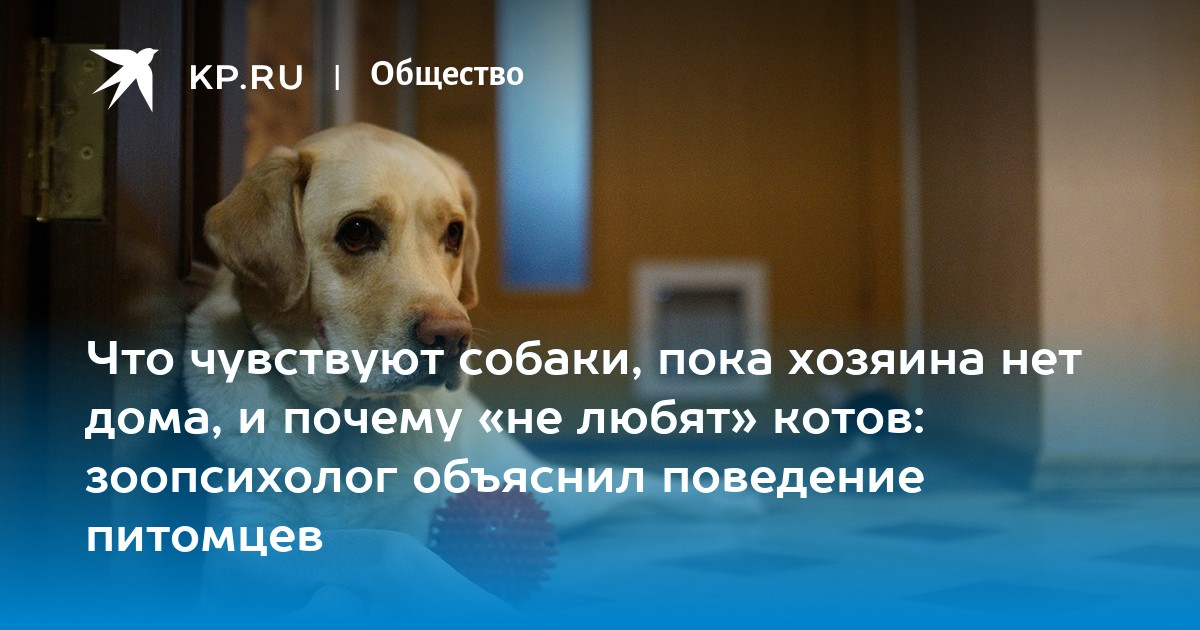 Что чувствуют собаки, пока хозяина нет дома, и почему «не любят» котов:  зоопсихолог объяснил поведение питомцев - KP.RU